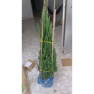 Cây Sơn Tùng( 80cm 1m) tặng kèm phân bón