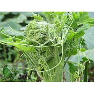 HẠT GIỐNG BẦU ĂN NGỌN