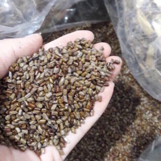 Hạt muồng đồ chơi xúc cát cho bé (hạt to) 1kg