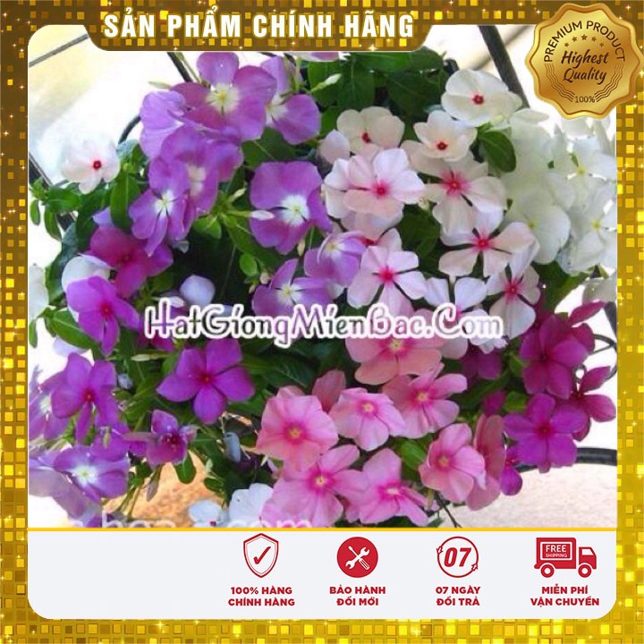 Hạt Giống Hoa Dừa Cạn-TRAILING VINCA Mix(50 hạt)