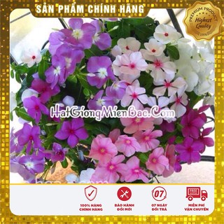 Hạt Giống Hoa Dừa Cạn-TRAILING VINCA Mix(50 hạt)