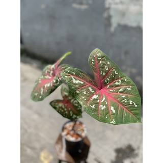 (Hỏa Tốc) Môn Caladium Bicolor