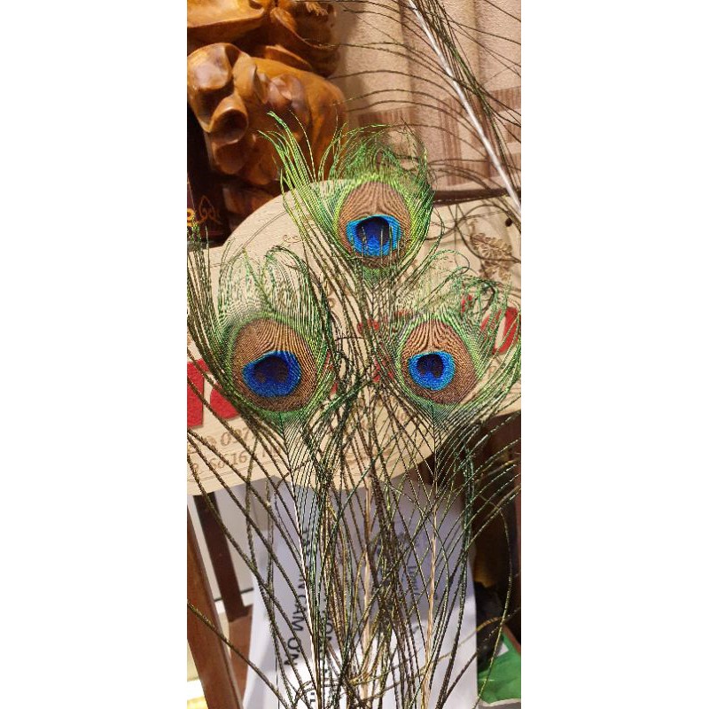 combo 108 lông công phong thủy dài 80-100cm (ảnh thật) | BigBuy360 - bigbuy360.vn