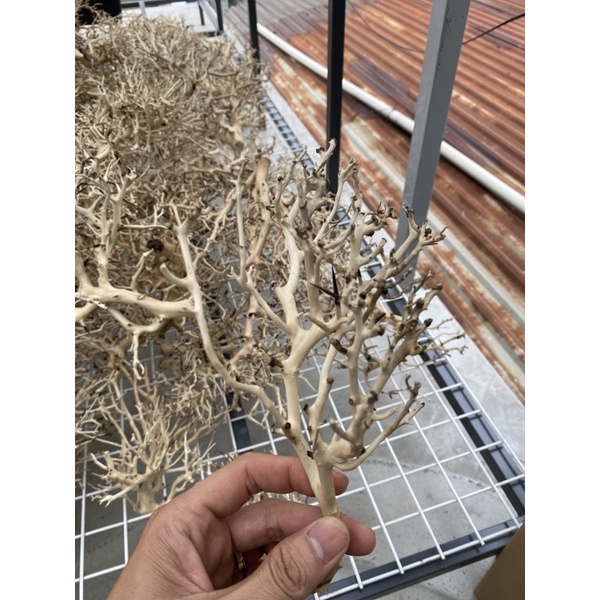 Lũa nhánh xương chùm cho bể thuỷ sinh 100gram