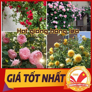 Hạt giống hoa hồng leo nhiều màu 10 hạt