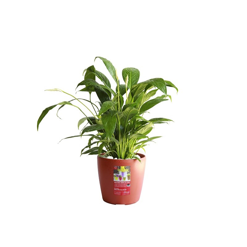 Chậu nhựa tròn cao cấp cỡ nhỏ