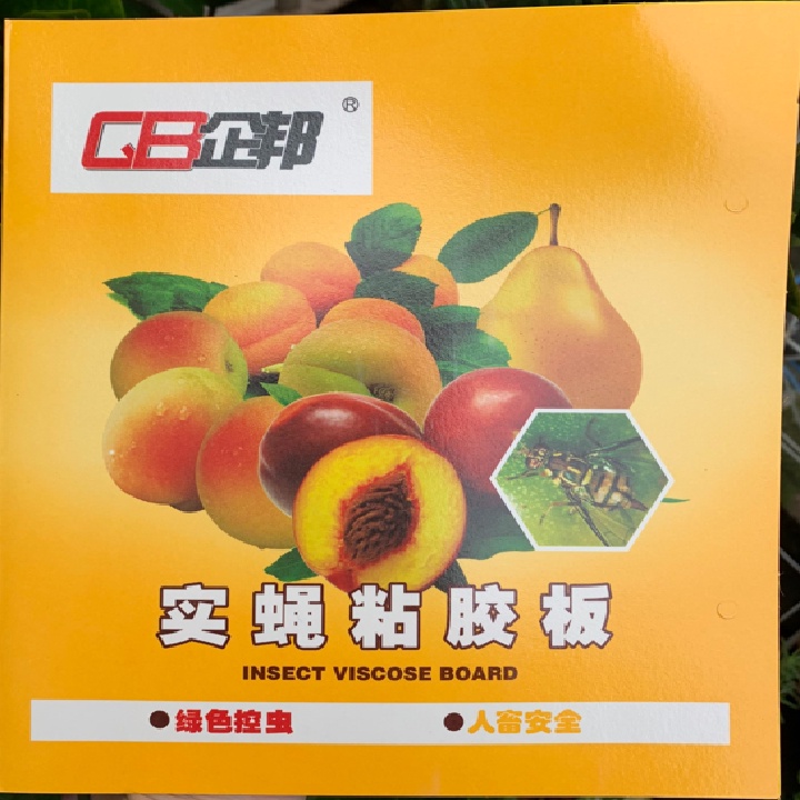 BẪY RUỒI VÀNG  bẫy dính ruồi đục trái, ruồi vàng, ruồi giấm côn trùng hại cây