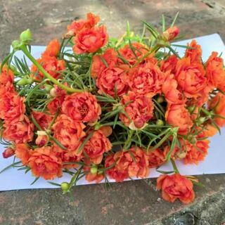 Vẻ đẹp hoa mười giờ