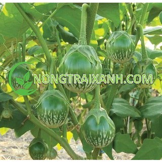 2gr - hạt giống cà dĩa sọc xanh