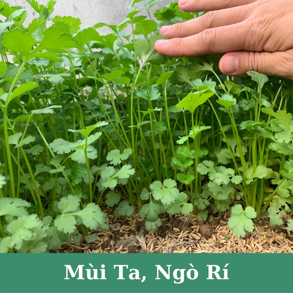 Hạt giống rau mùi ta