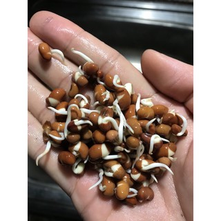 Bột sữa mầm 1kg không đường