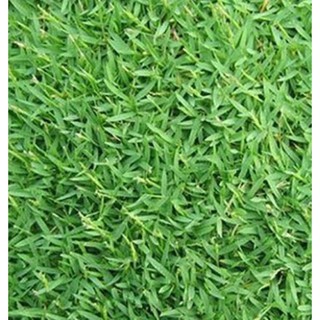 Hạt giống cỏ lá gừng thái lan- gói 5 gam