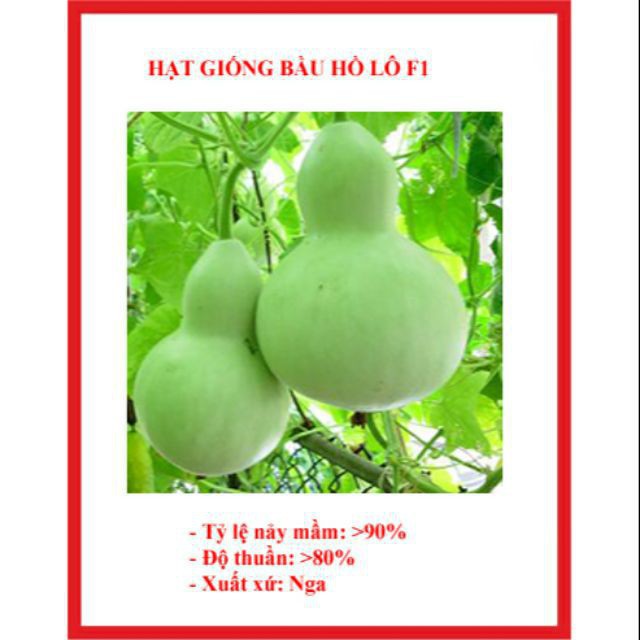 5 hạt Bầu hồ lô cao sản