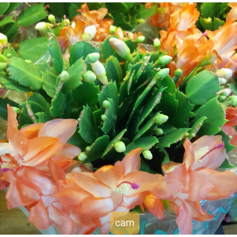 (VHST - GIAO TP.HCM 1-5H) HOA TIỂU QUỲNH (LAN càng cua), có nhiều màu.