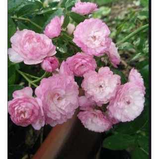 [Cây giống hoa] Hồng bụi Vineyard Song