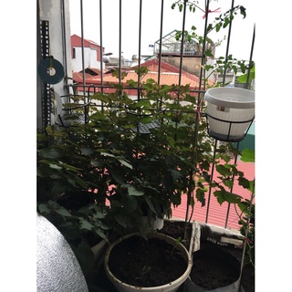Hạt giống tía tô