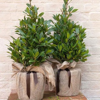 Nguyệt quế hi lạp - Bay leaf - Laurel