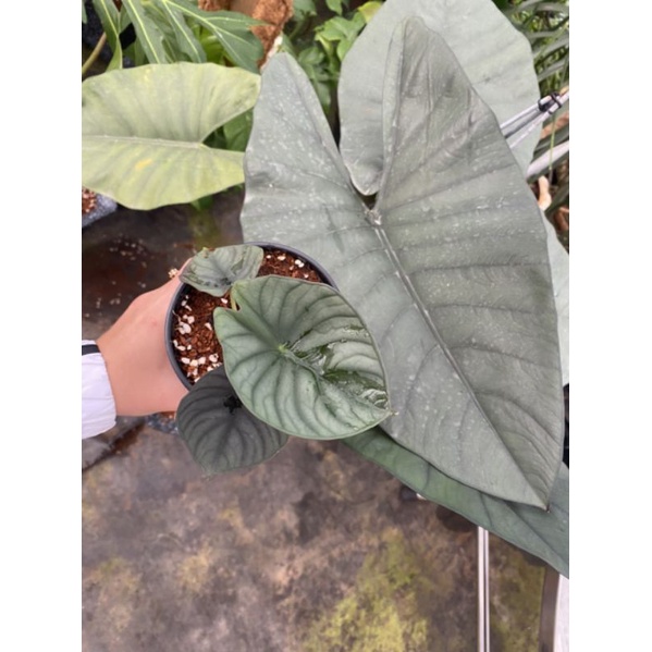 alocasia reginae - Cây con, cây có rễ khoẻ mạnh, lá cây đang up size