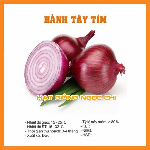 Hạt Giống Củ Hành Tây Tím - 2Gr