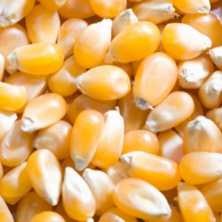 Ngô hạt mỹ 1kg