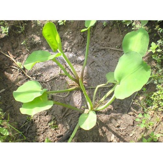 Cây kèo nèo / cây thuỷ sinh hồ cá- cây giống