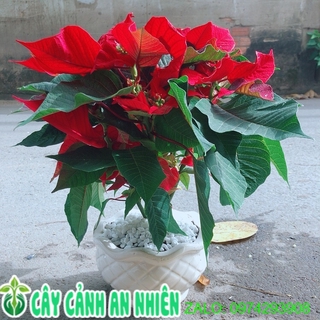 Chậu Cây Trạng Nguyên