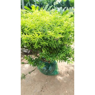 CÂY MAI CHIẾU THỦY