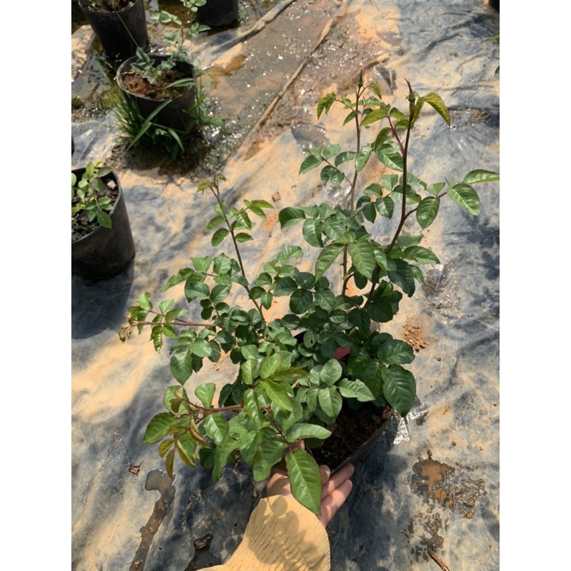 Cây hoa hồng leo KATE màu hồng tím - cây nguyên chậu cao 50-60cm. thienan22916