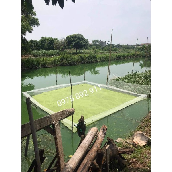 Tráng , vèo , lồng ươm bèo tấm , bèo cái,bèo lục bình