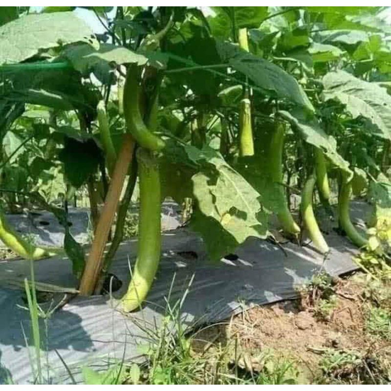 30h hạt giống cà xanh siêu dài F1 thái lan