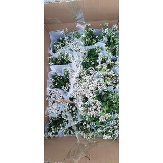Cây hoa Babi Tuyết (cây thật)