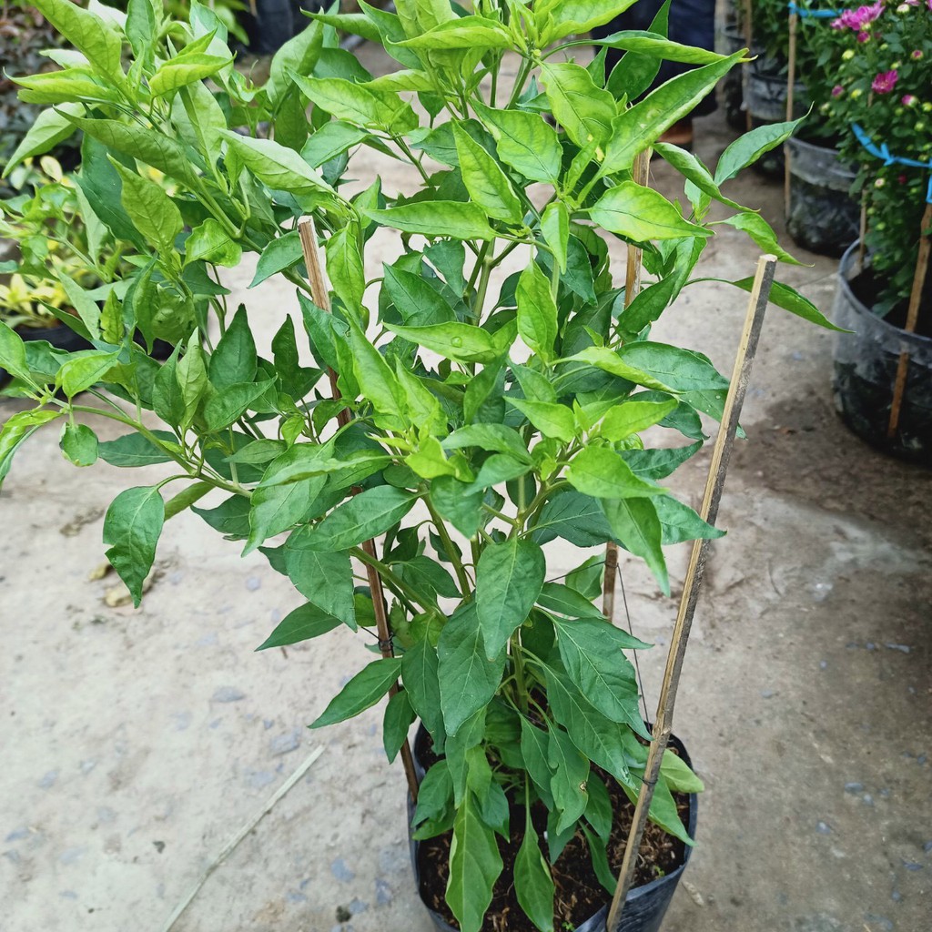 Cây ớt bí ngô đang trái - Pumpkin pepper - Trang Flower