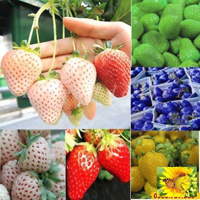 Gói 50 hạt giống dâu tây Mix nhiều màu luckyseed hạt siêu rẻ
