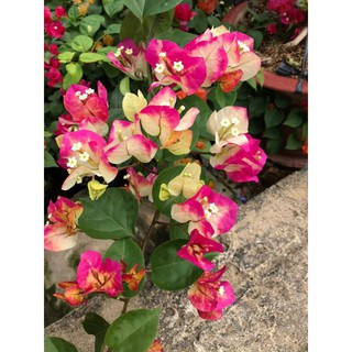 Hoa giấy đổi màu Ấn Độ