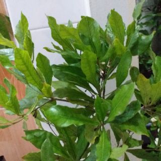 chậu cây thần kỳ cây đẹp