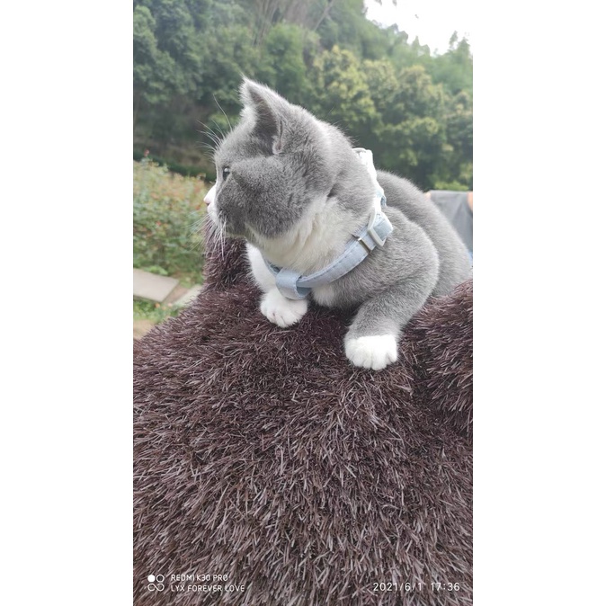 Dây dắt thú cưng đi dạo có thể điều chỉnh tiện lợi