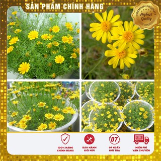COMBO Hạt giống hoa hạt giống xà lách