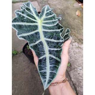Môn Quan Âm(Alocasia Amazonica ‘Polly’)