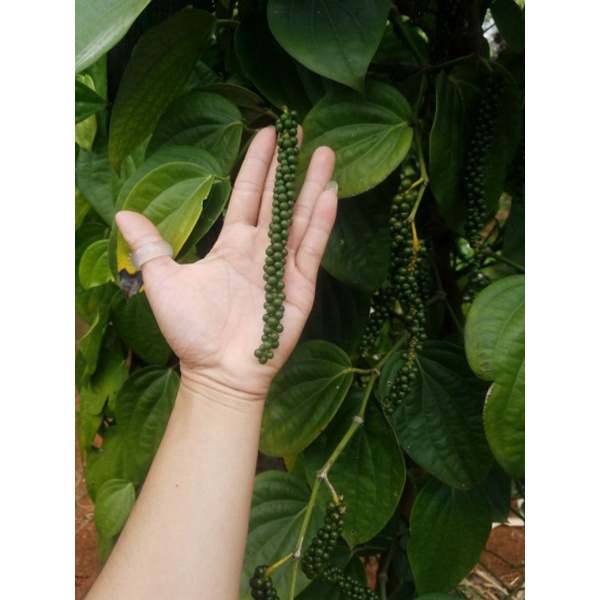 Hạt tiêu đen 200g Di Linh Lâm Đồng