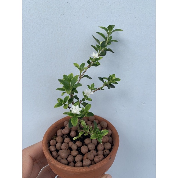 bạch tuyết mai mini