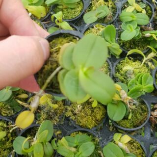 Chớp mỹ nù lá mít đồng xu