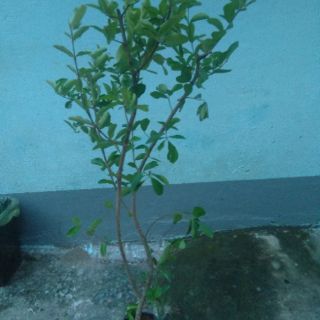 Cây sơ ri- chiều cao khoảng 1m (freeship)