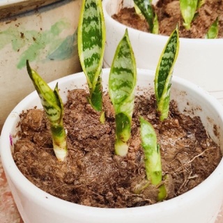 5 Mầm cây lưỡi hổ