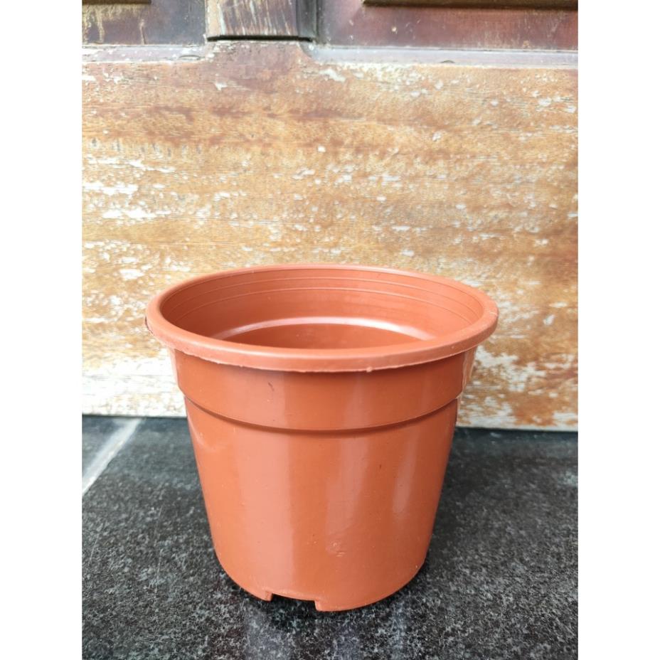 Chậu nhựa trồng cây AA120 (11x10cm) - Chậu ươm, trồng sen đá, cây mầm, hoa mini