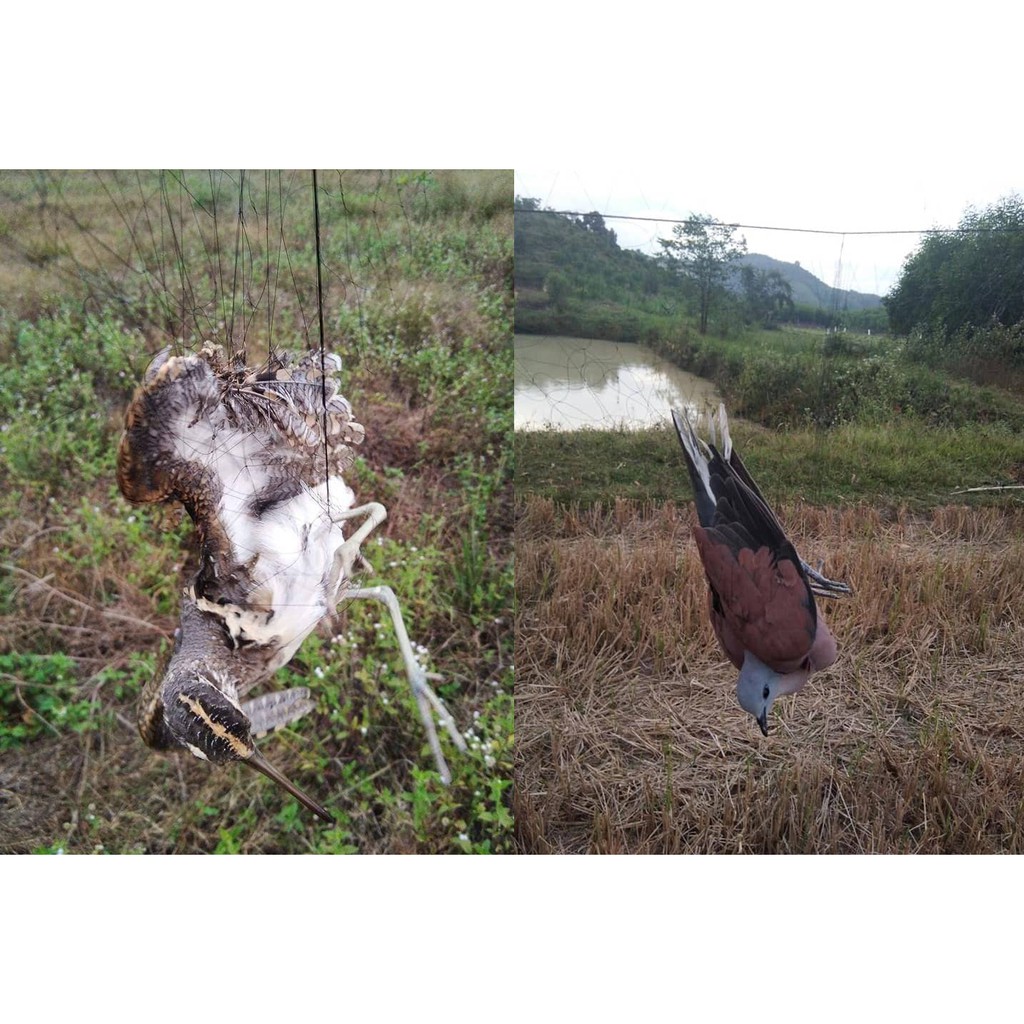 60m lưới 7p  bẫy cu, sáo vẹt ,cò quốc, két, tổng hợp chim ngày chim đêm, lưới tàn hình