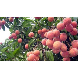 Cây Vải Không Hạt/hạt lép