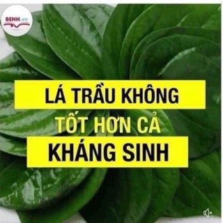 Nước cất lá trầu không