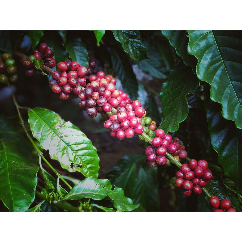 [Mã BMBAU50 giảm 7% đơn 99K] Cà phê Arabica Cầu Đất 500g - Mua 02 gói tặng 100g trà Oolong - The Kaffeine Coffee