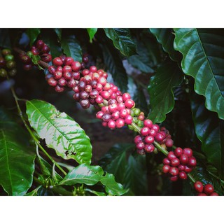 Cà phê Kaffeine Arabica