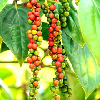 Tiêu Đen Xay Ông Chà Và 50g (Black Pepper Powder)